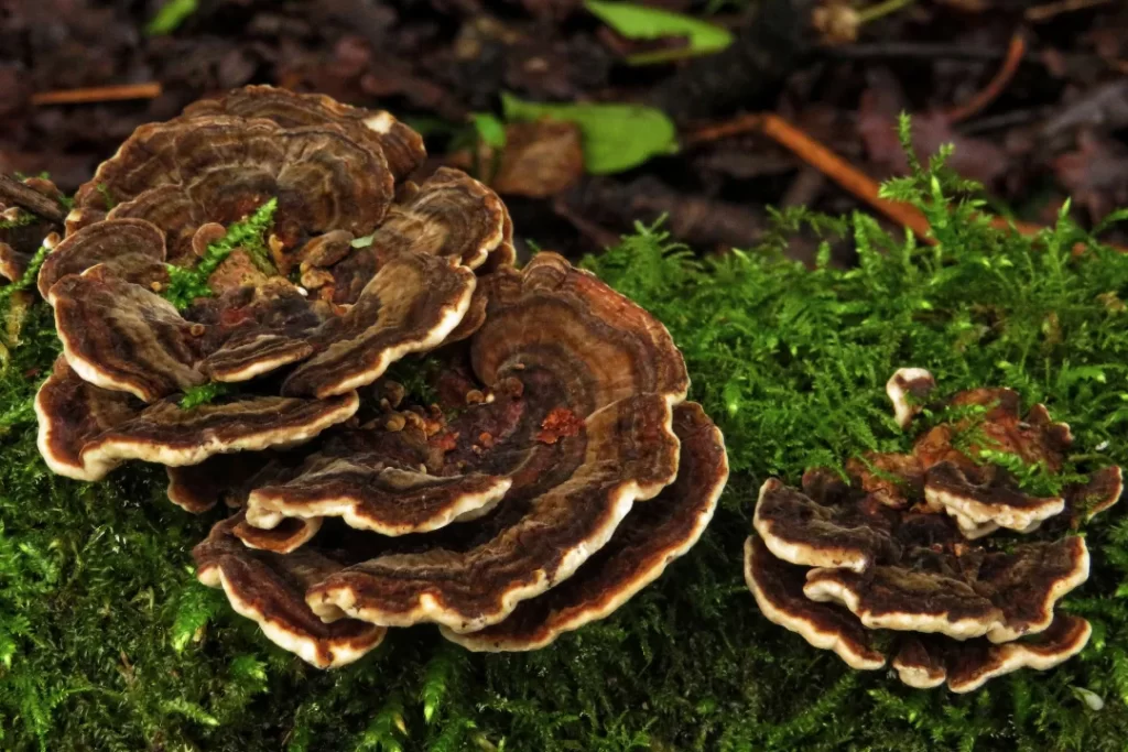Fresh and organic turkey tail mushrooms in the forest. 