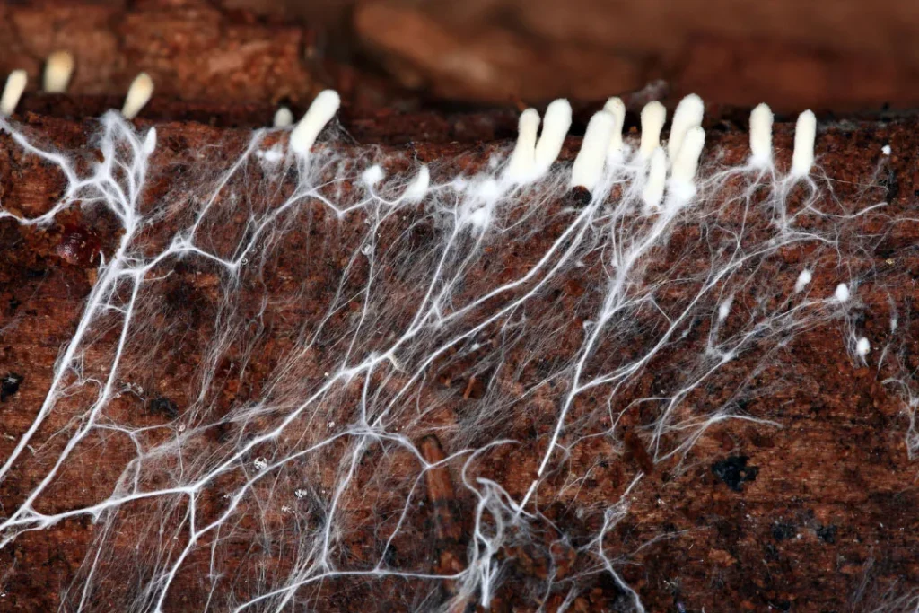 Root like structure in fungi is called mycelium. 