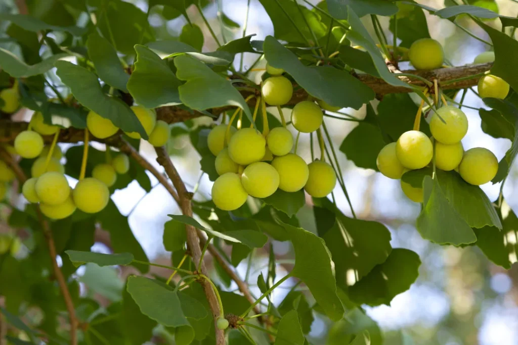 Fruits of Ginkgo Biloba.