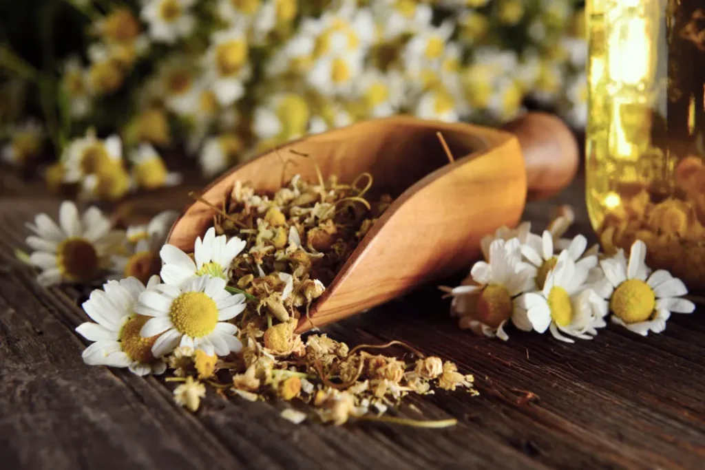 Chamomile. 