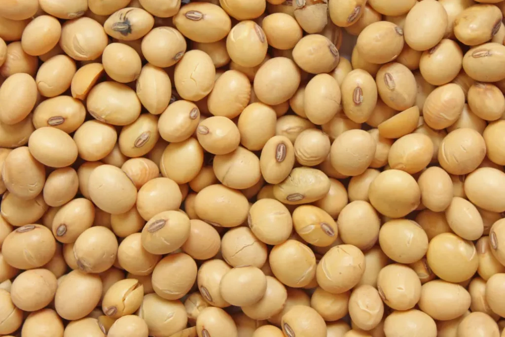 soy beans 