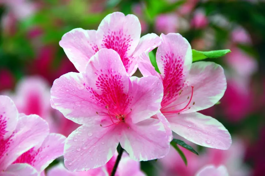 Azalea flower. 